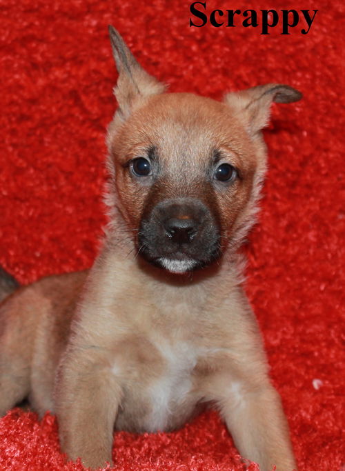 Scrappy