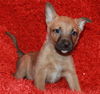 Scrappy