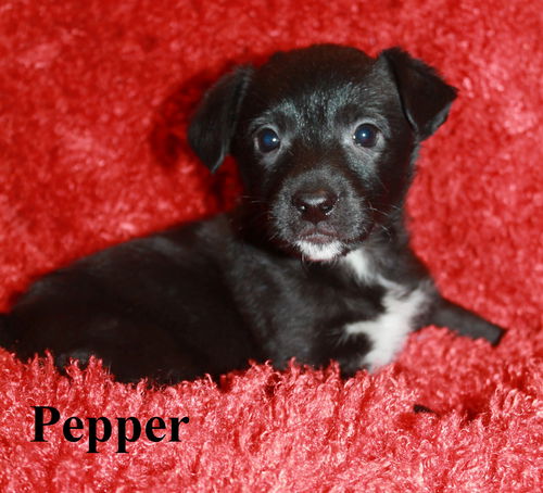 Pepper
