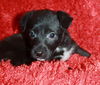 Pepper