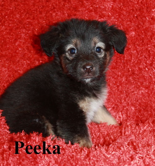 Peeka