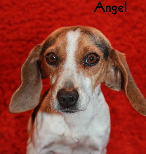 Angel