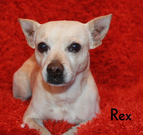 Rex