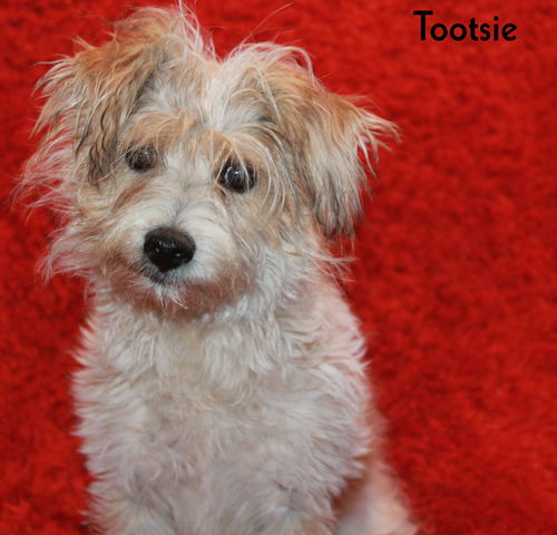 Tootsie