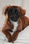 Cinnamon