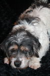 Sallie