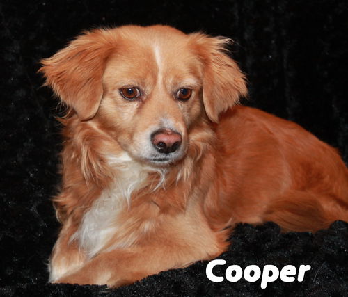 Cooper