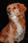 Cooper