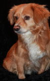 Cooper