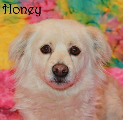 Honey