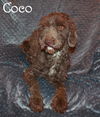 Coco