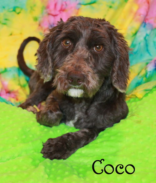 Coco