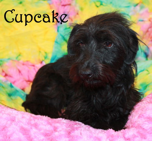 Cupcake