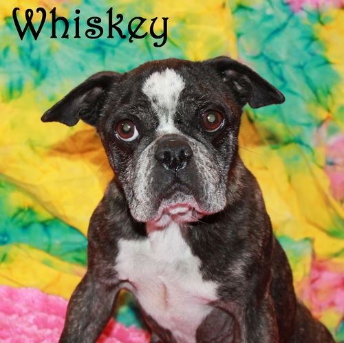 Whiskey