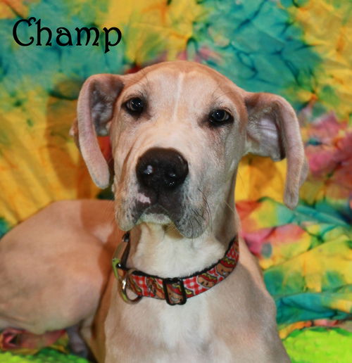 Champ