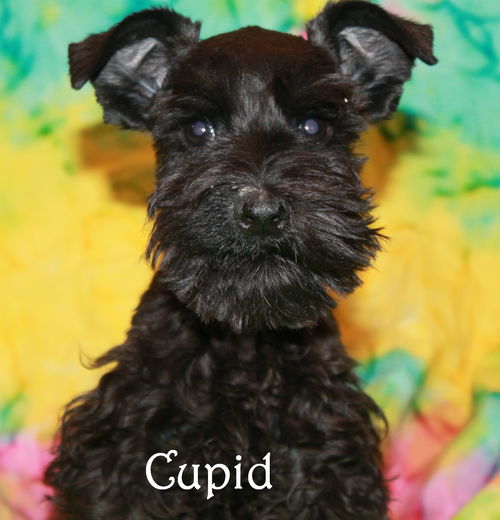 Cupid