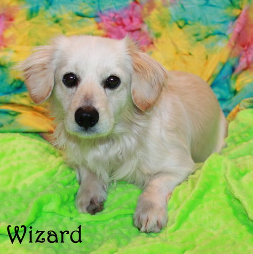 Wizard