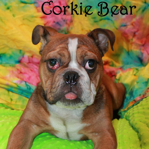 Corky Bear