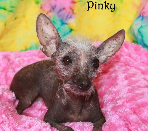 Pinky