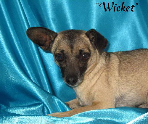 Wicket