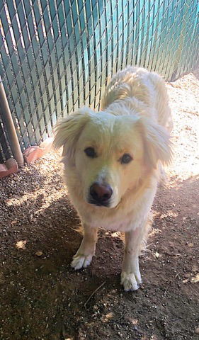 Baloo