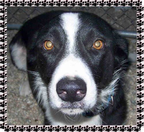 Bailey