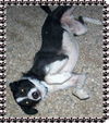 Bailey