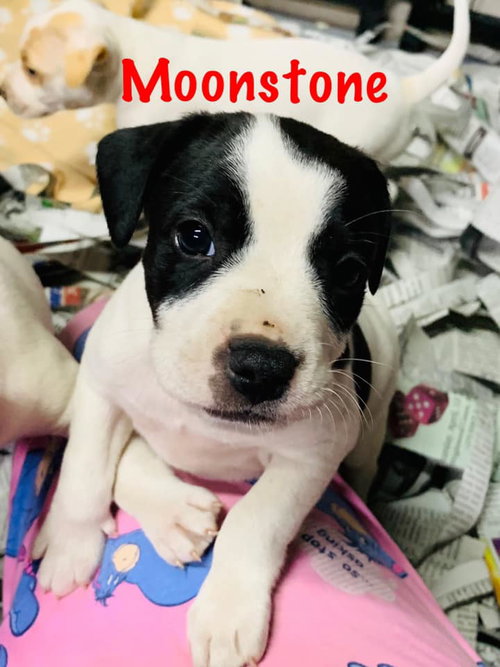 Moonstone