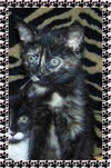Pebbles