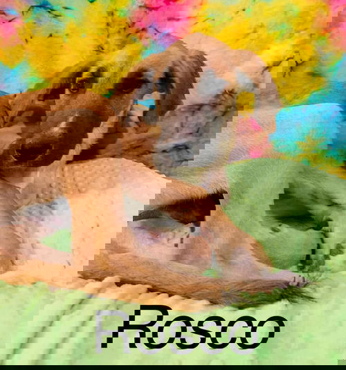Rosco