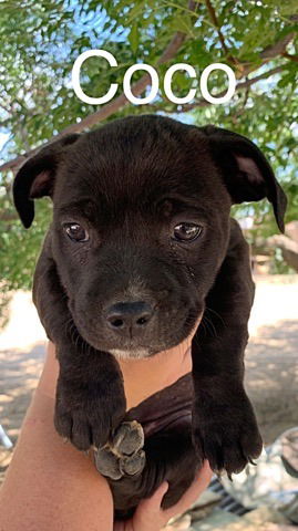 Coco