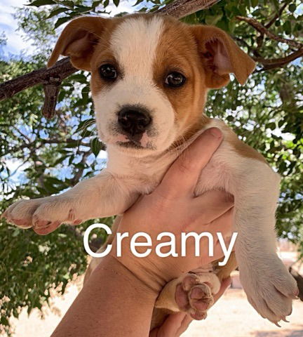 Creamy