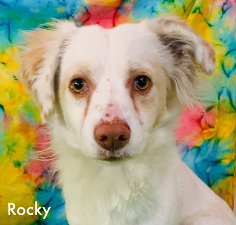 Rocky