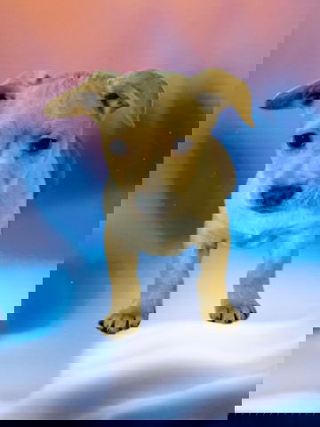 Wolf