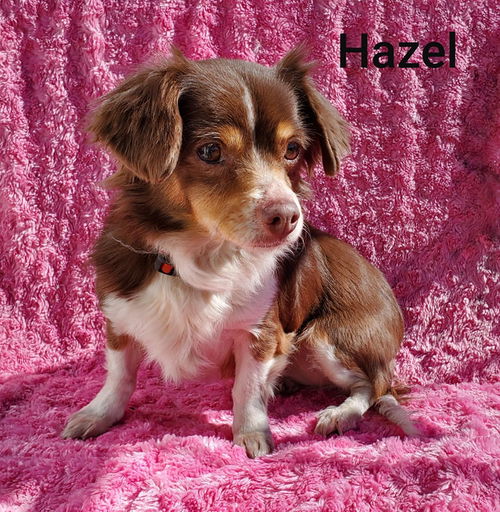 Hazel