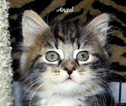 Angel