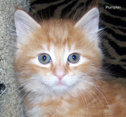 Pumpkin