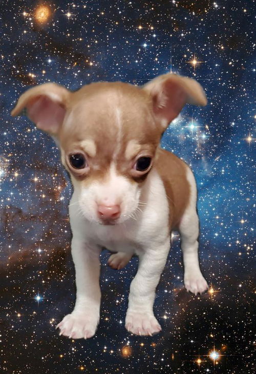 Scrappy-Doo