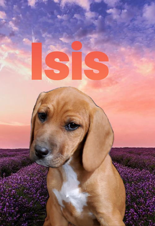 Isis