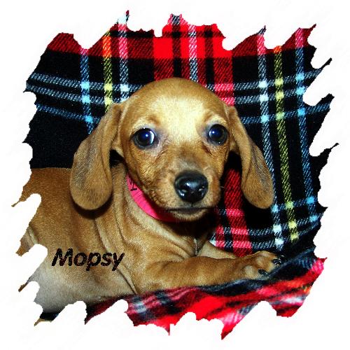 Mopsy