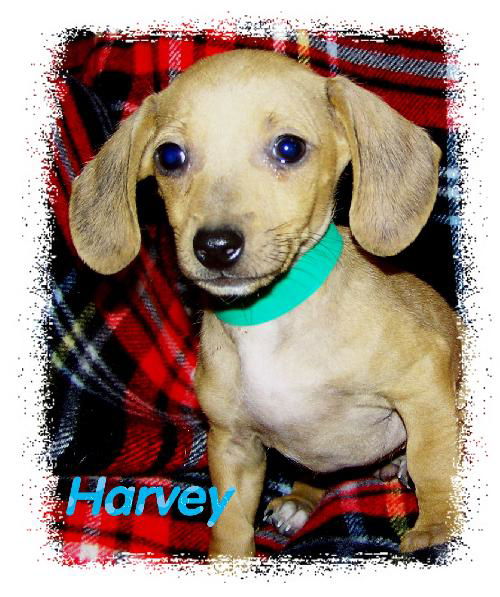 Harvey