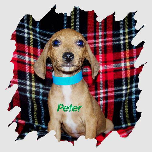 Peter