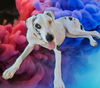 Roxy
