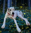 Roxy