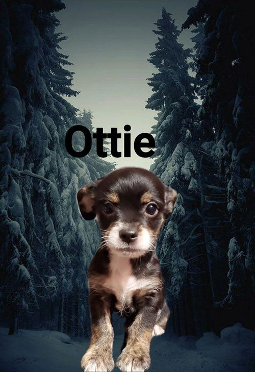 Ottie