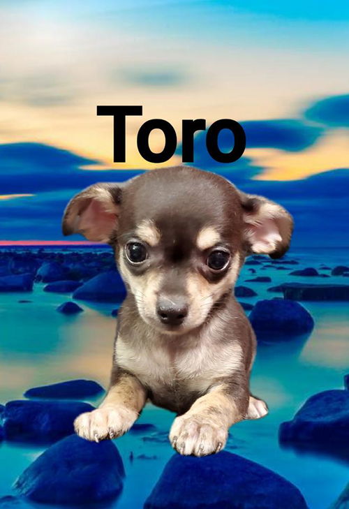 Toro