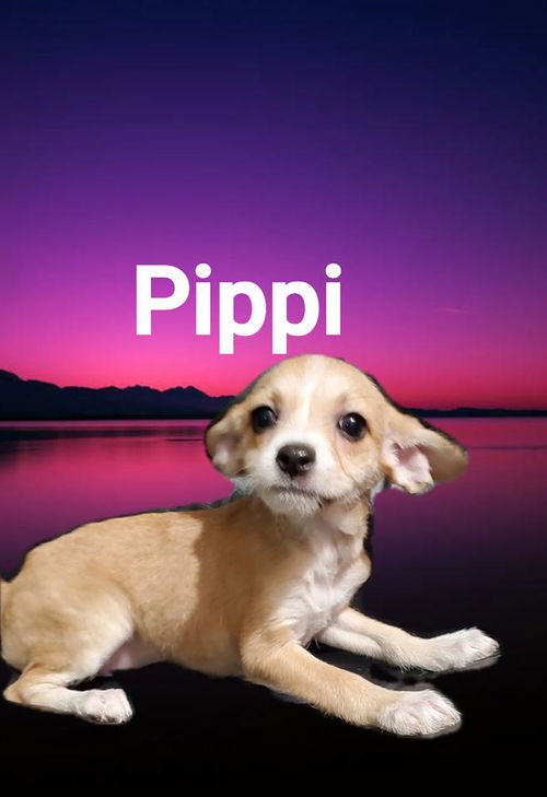 Pippi