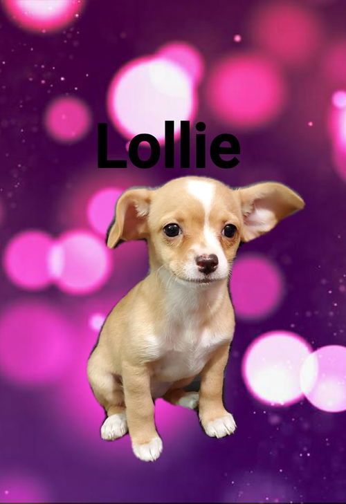 Lollie