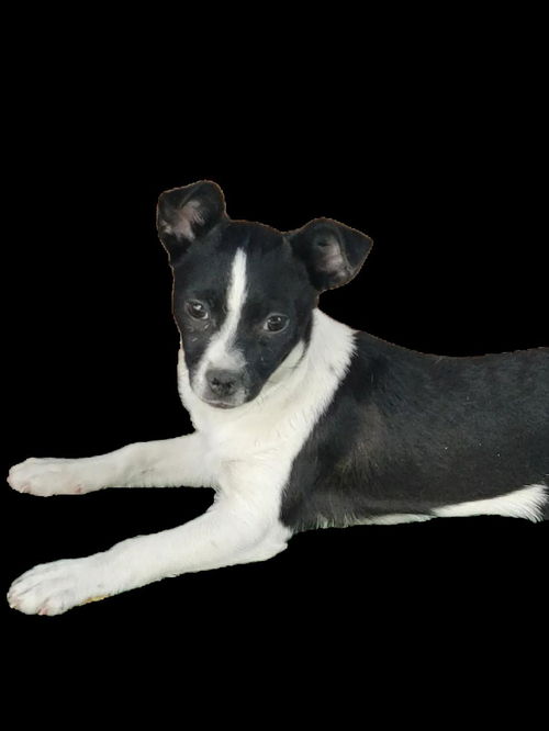 Cloe