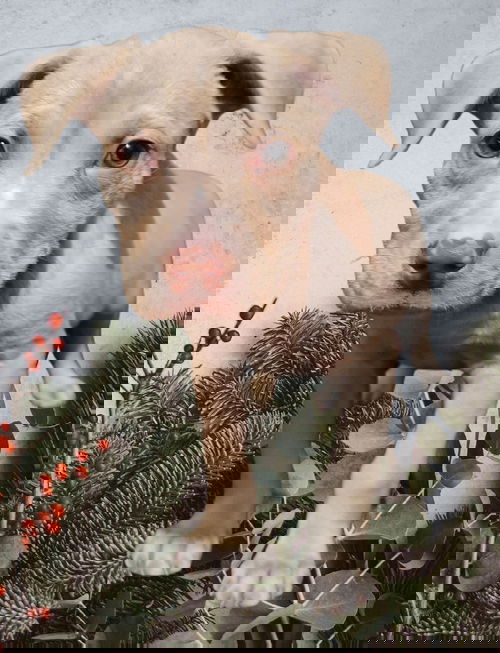 Sarge